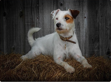 Load image into Gallery viewer, TRADESTOCK HOME<BR>
IStyle Rural Roots Jack Russell Placemats/Coasters<BR>